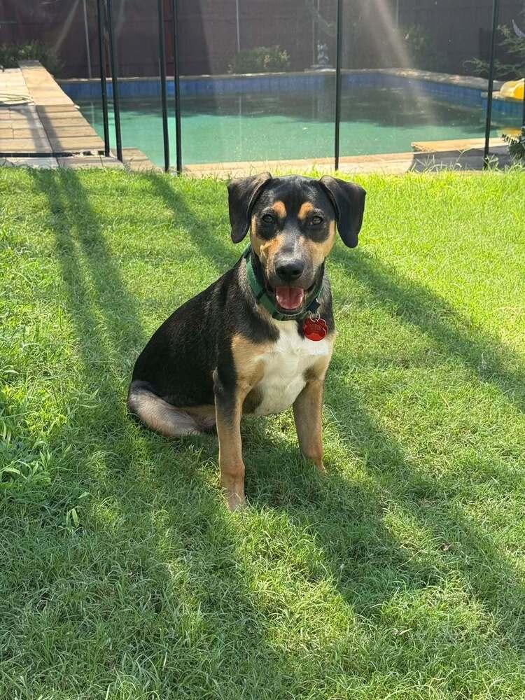 Enlarge 26-029 Dodger, a Adoptable mixed breed in Richardson, TX image 3/6