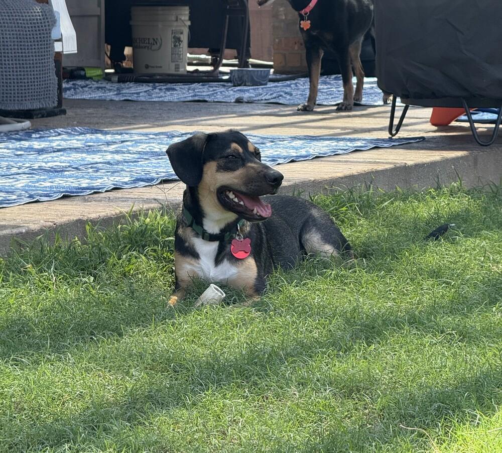 Enlarge 26-029 Dodger, a Adoptable mixed breed in Richardson, TX image 5/6