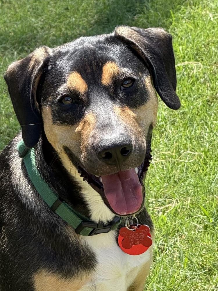 Enlarge 26-029 Dodger, a Adoptable mixed breed in Richardson, TX image 6/6