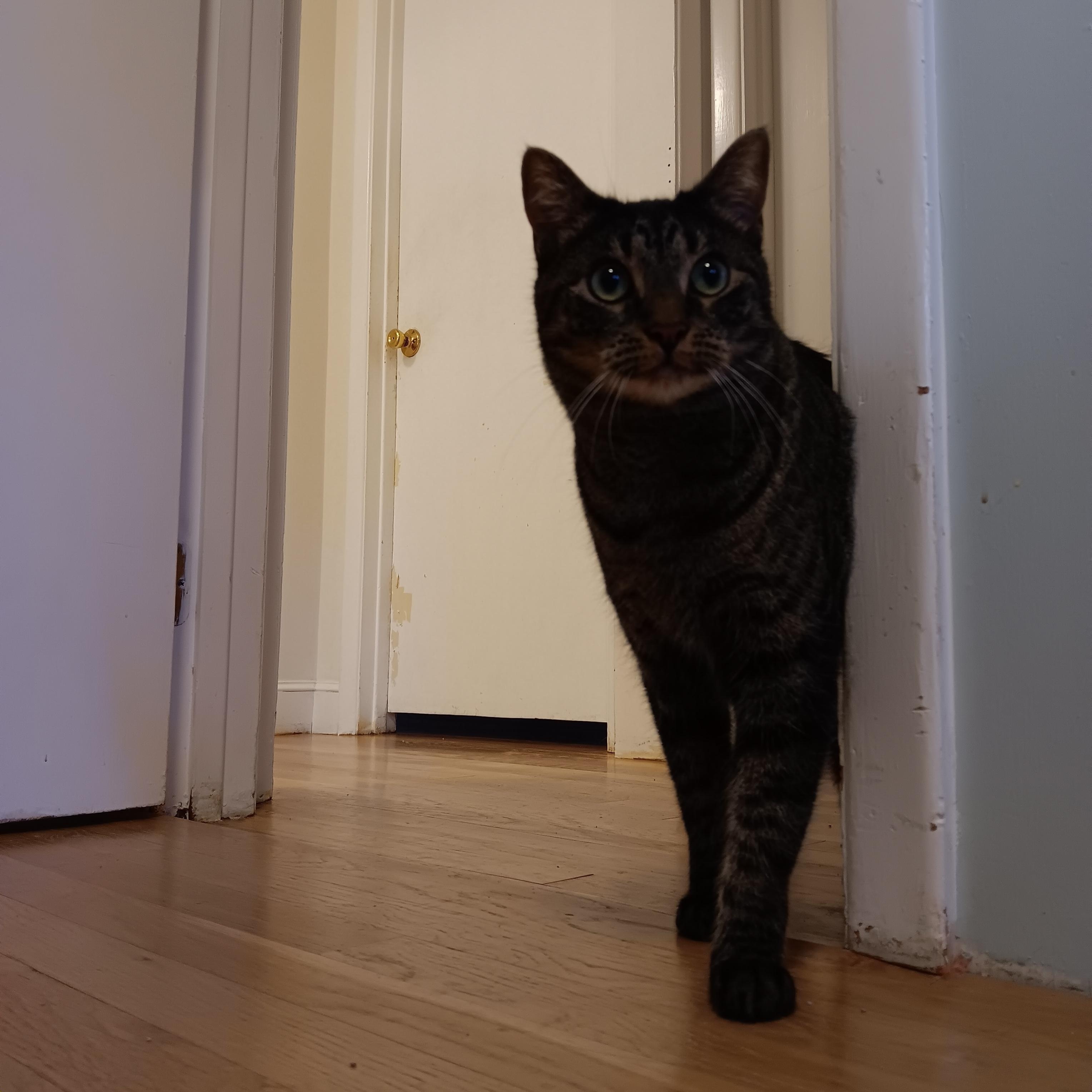 Enlarge Lucy and Amber, a ADOPTABLE Domestic Short Hair in Melrose, MA image 2/6