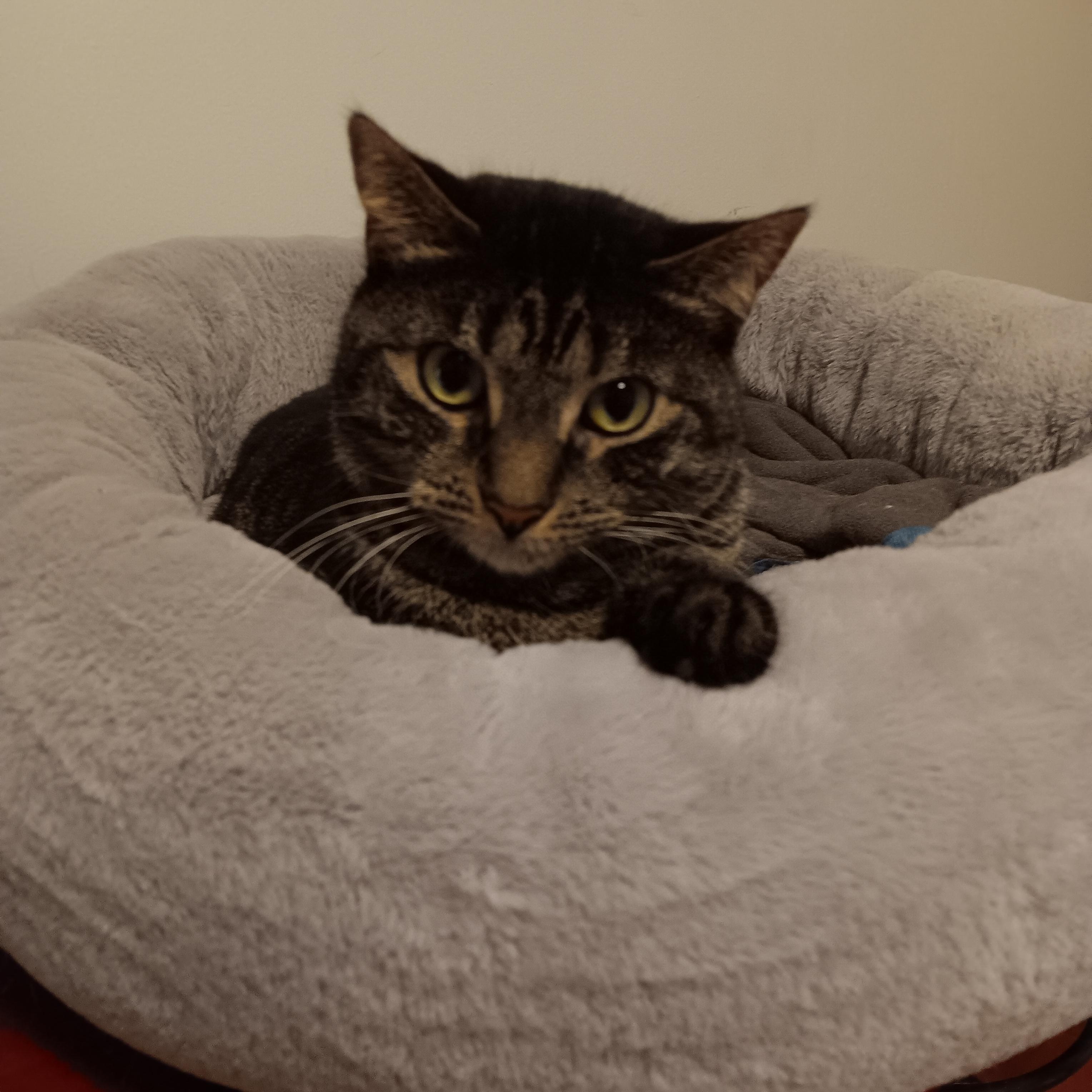 Enlarge Lucy and Amber, a ADOPTABLE Domestic Short Hair in Melrose, MA image 5/6