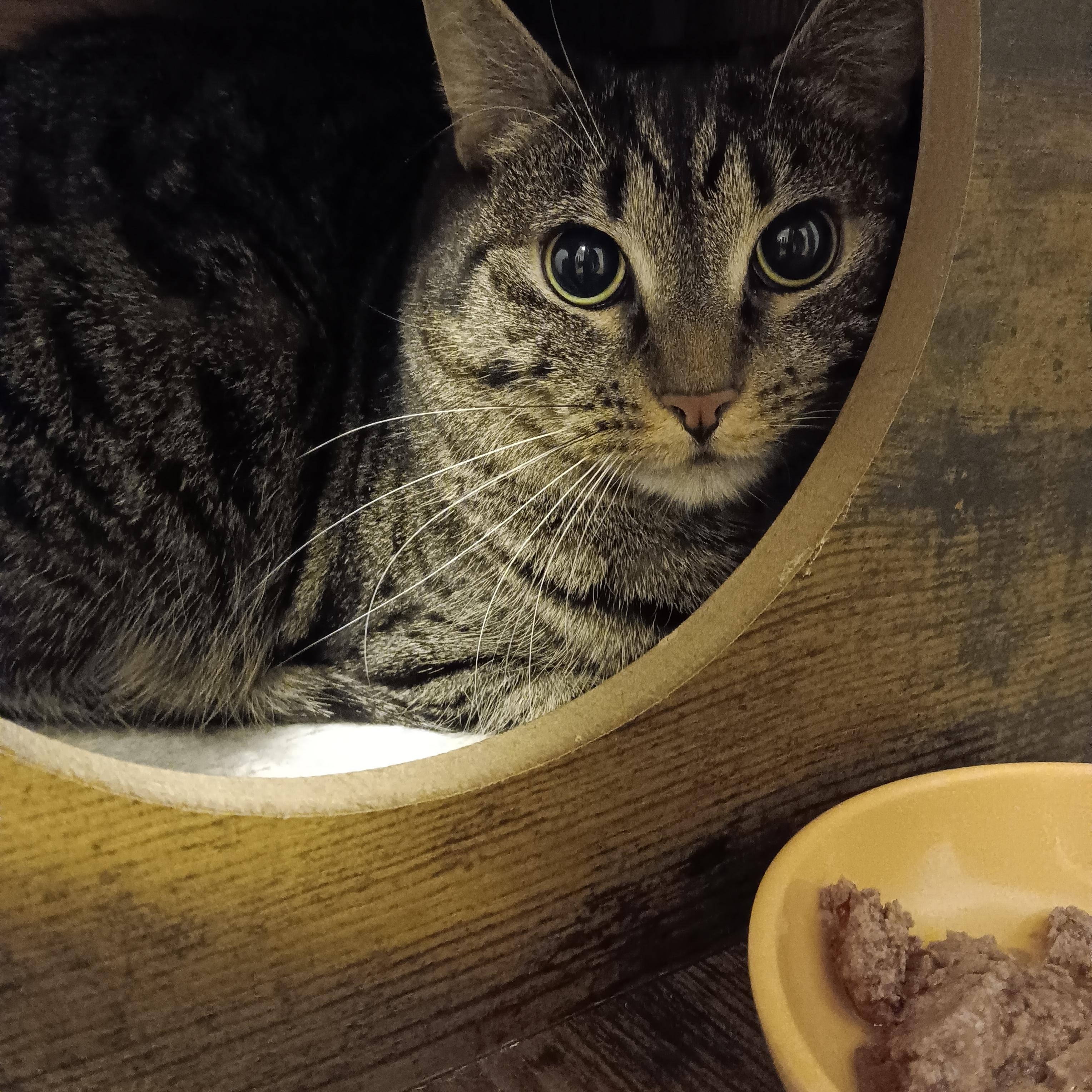 Enlarge Lucy and Amber, a ADOPTABLE Domestic Short Hair in Melrose, MA image 4/6