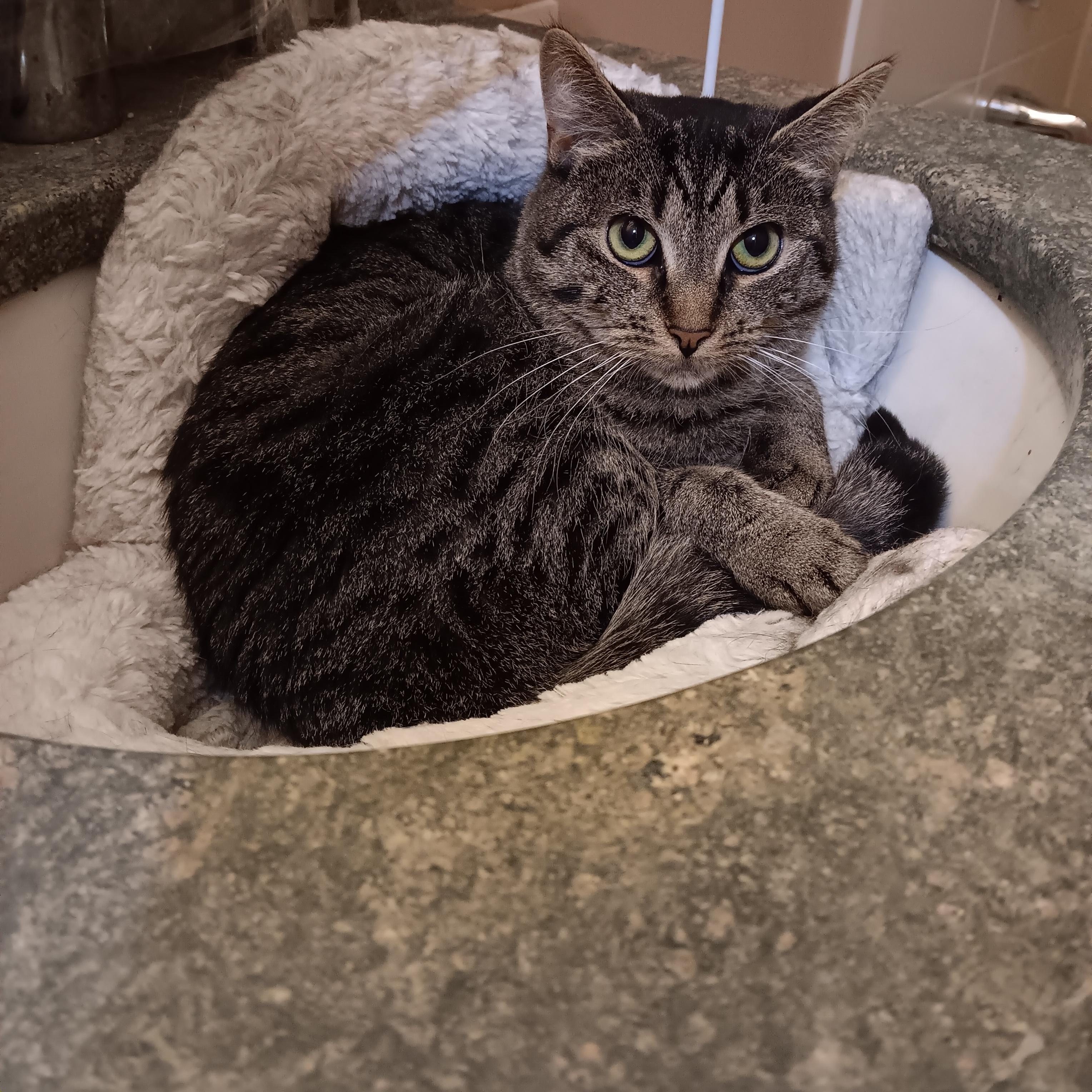 Enlarge Lucy and Amber, a ADOPTABLE Domestic Short Hair in Melrose, MA image 1/6