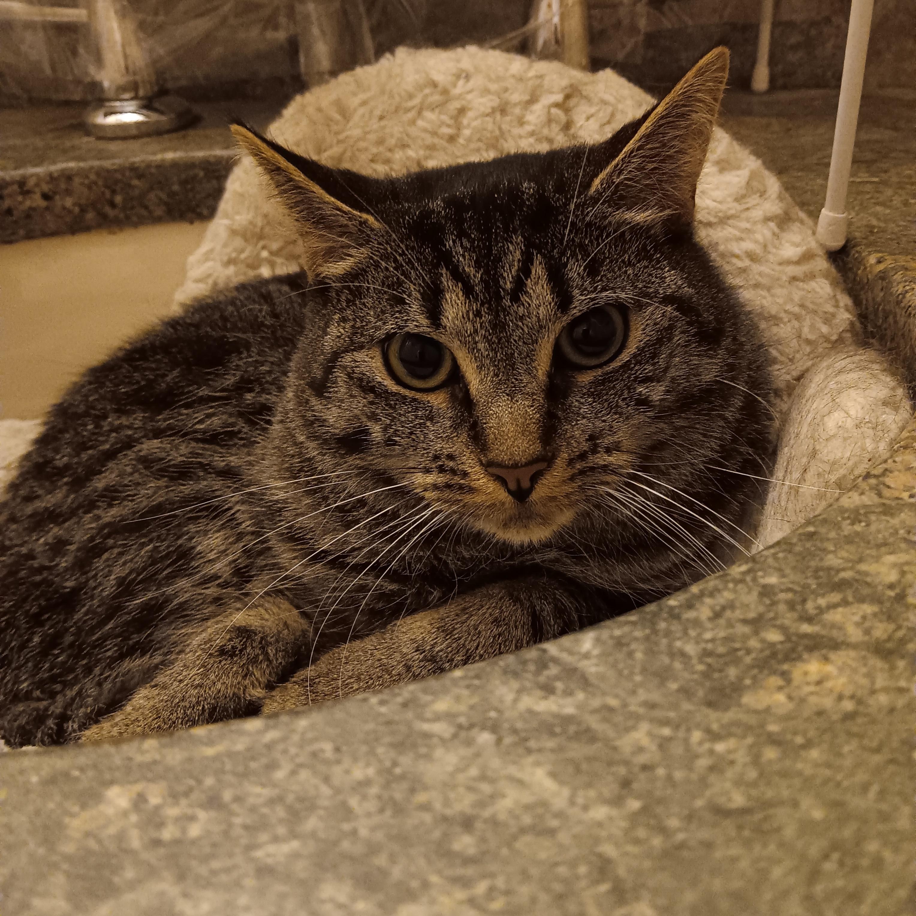 Enlarge Lucy and Amber, a ADOPTABLE Domestic Short Hair in Melrose, MA image 3/6