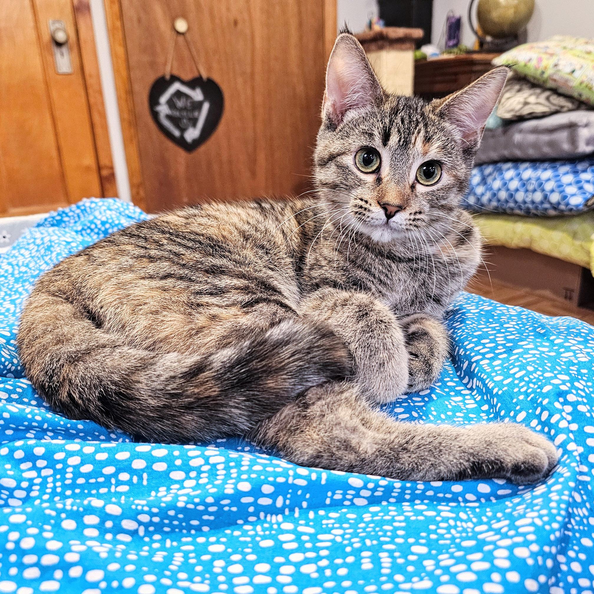 Enlarge Elle, a ADOPTABLE mixed breed in Chicago, IL image 1/6