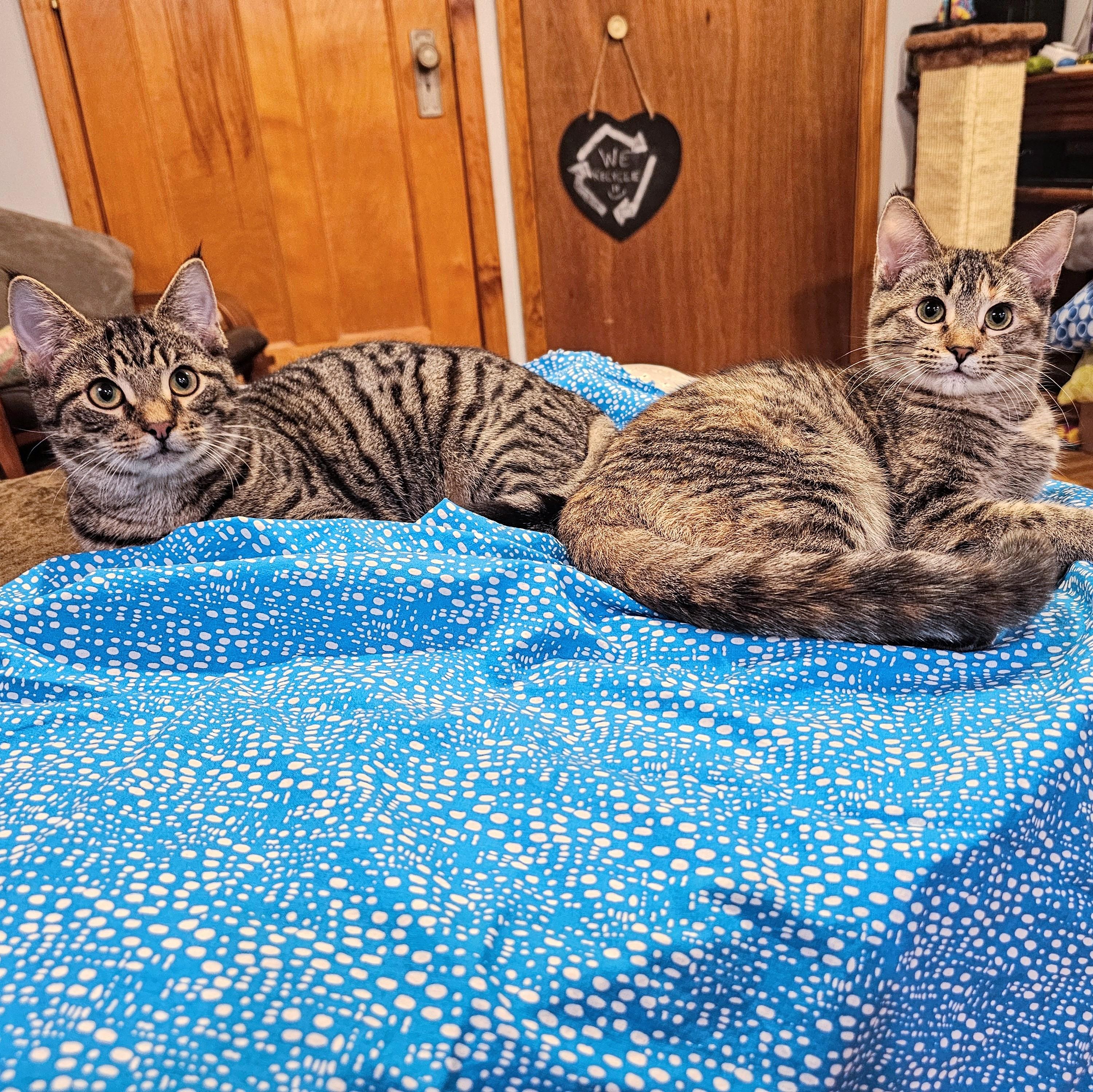 Enlarge Elle, a ADOPTABLE mixed breed in Chicago, IL image 2/6