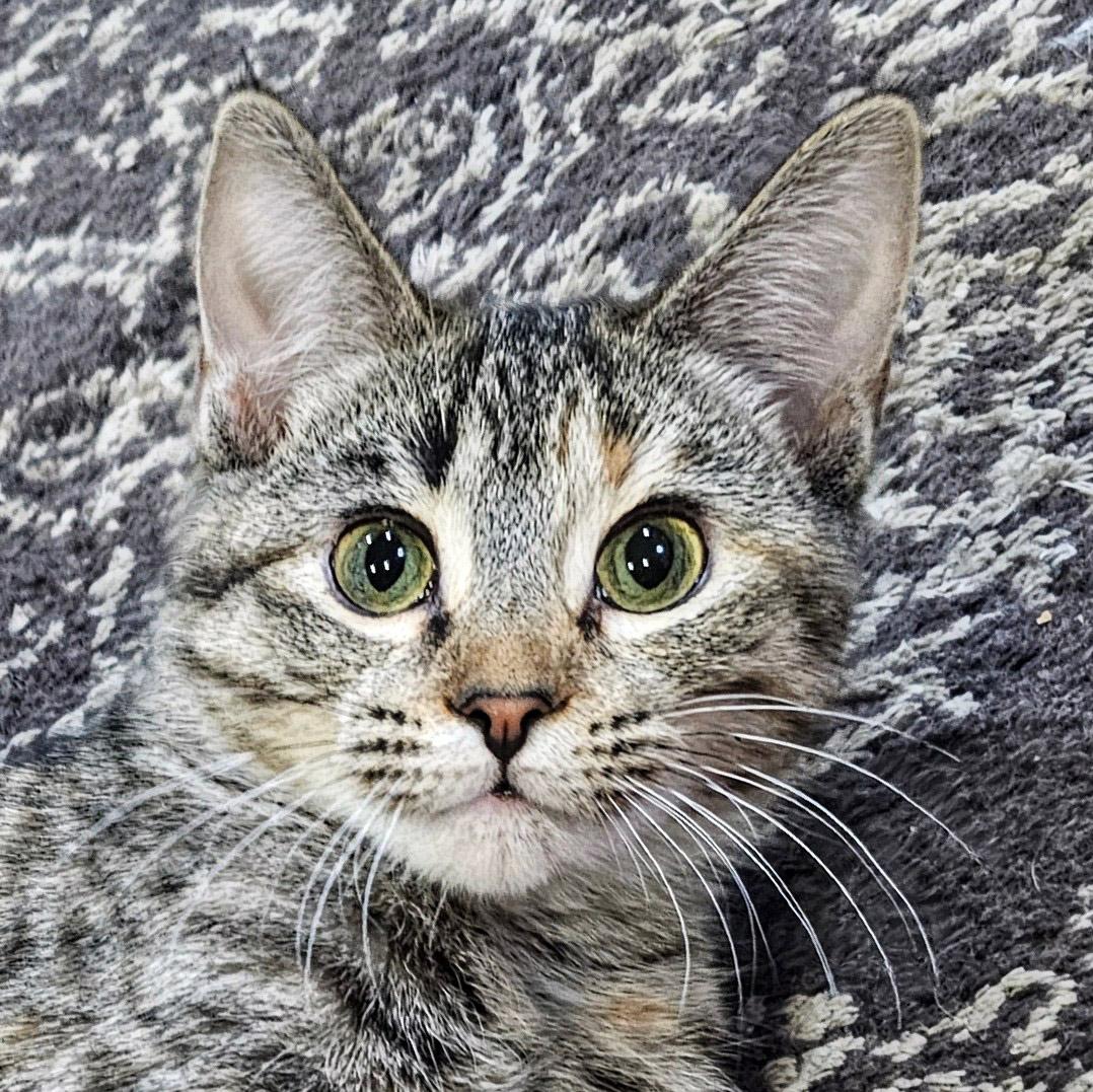 Enlarge Elle, a ADOPTABLE mixed breed in Chicago, IL image 3/6