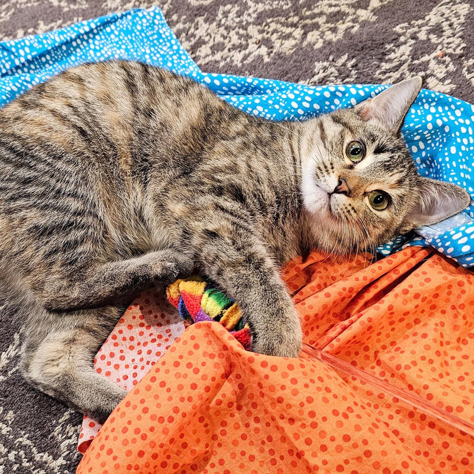 Enlarge Elle, a ADOPTABLE mixed breed in Chicago, IL image 4/6