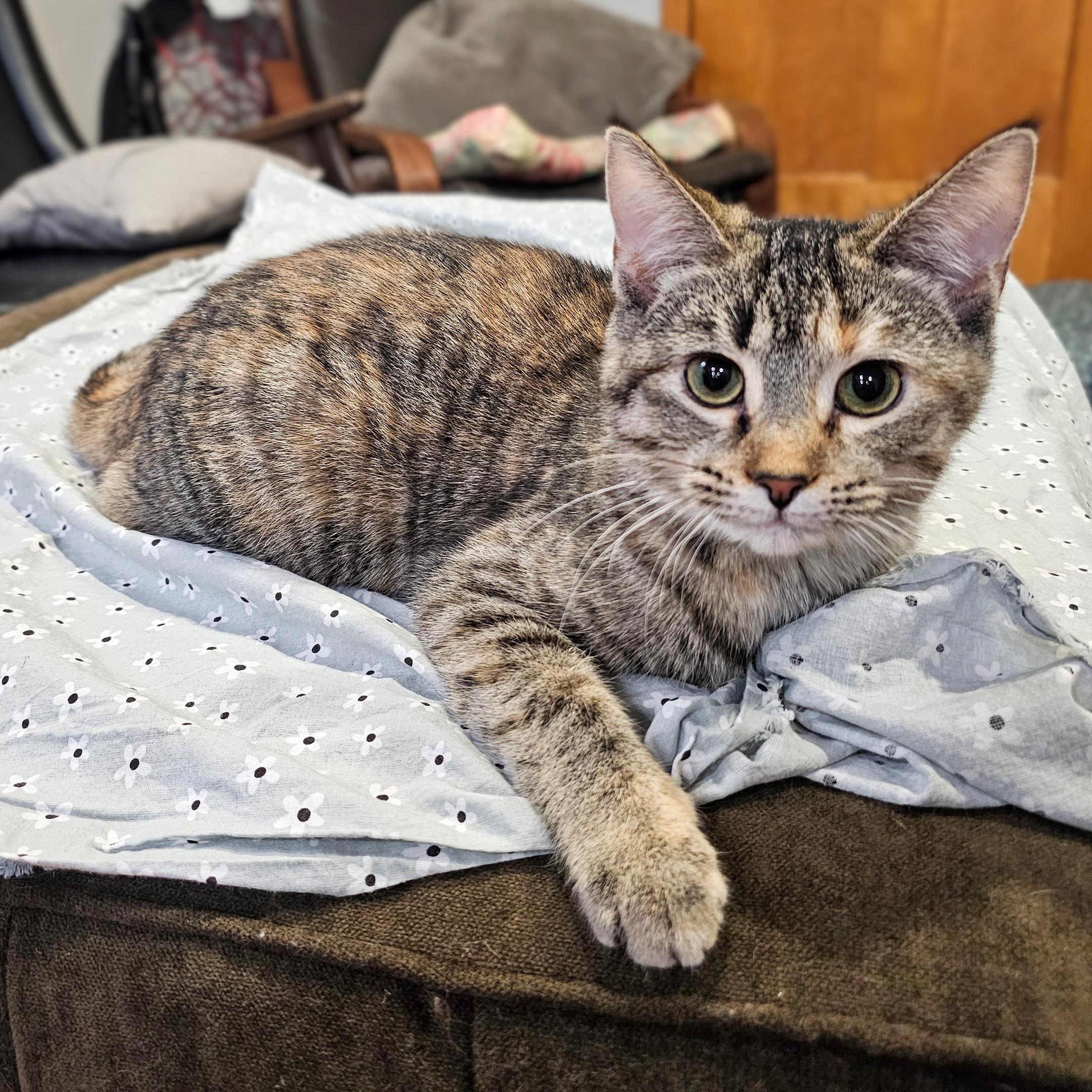 Enlarge Elle, a ADOPTABLE mixed breed in Chicago, IL image 5/6