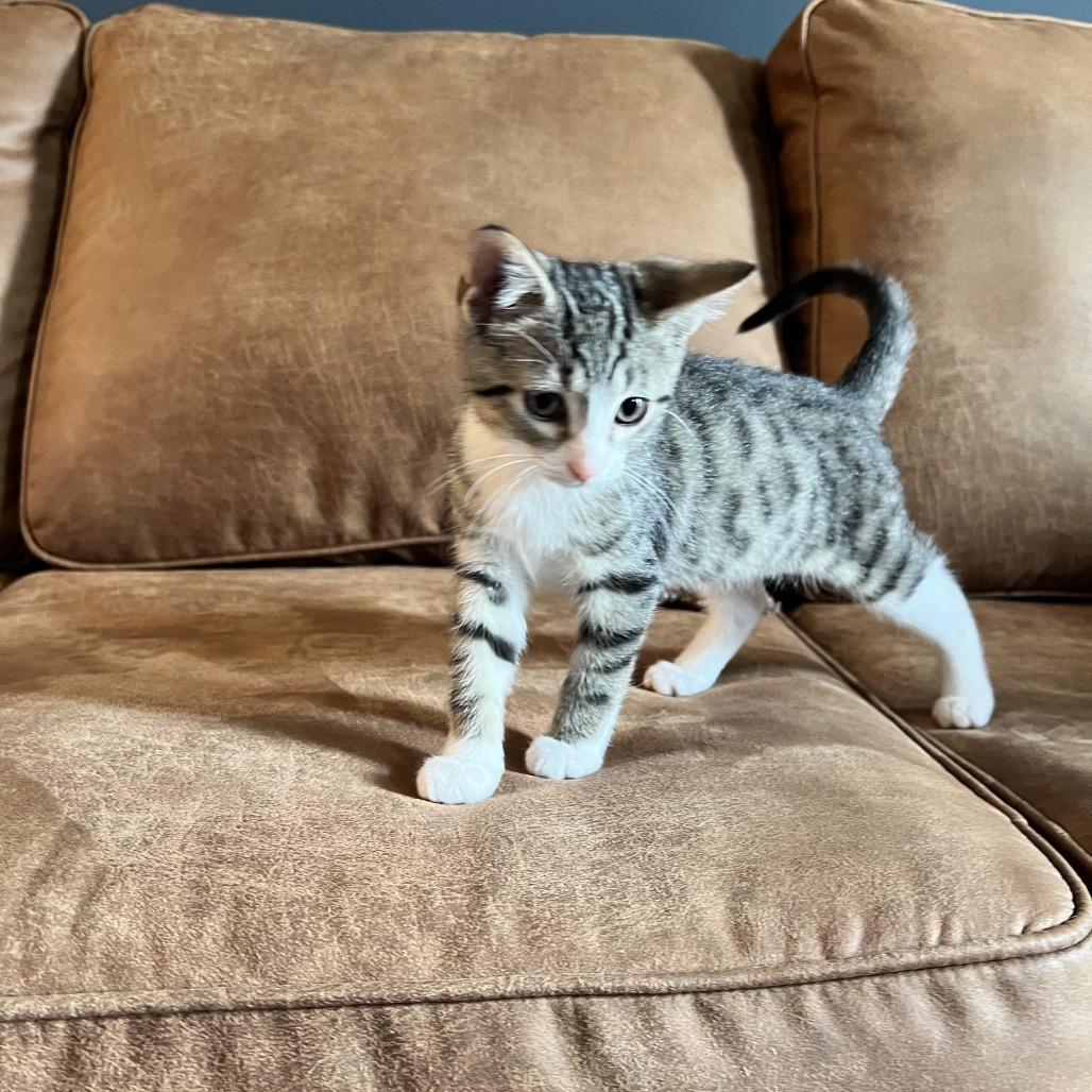 ママ Cat for adoption - Grasshopper, a Domestic Short Hair in