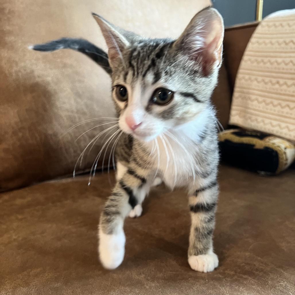 ママ Cat for adoption - Grasshopper, a Domestic Short Hair in