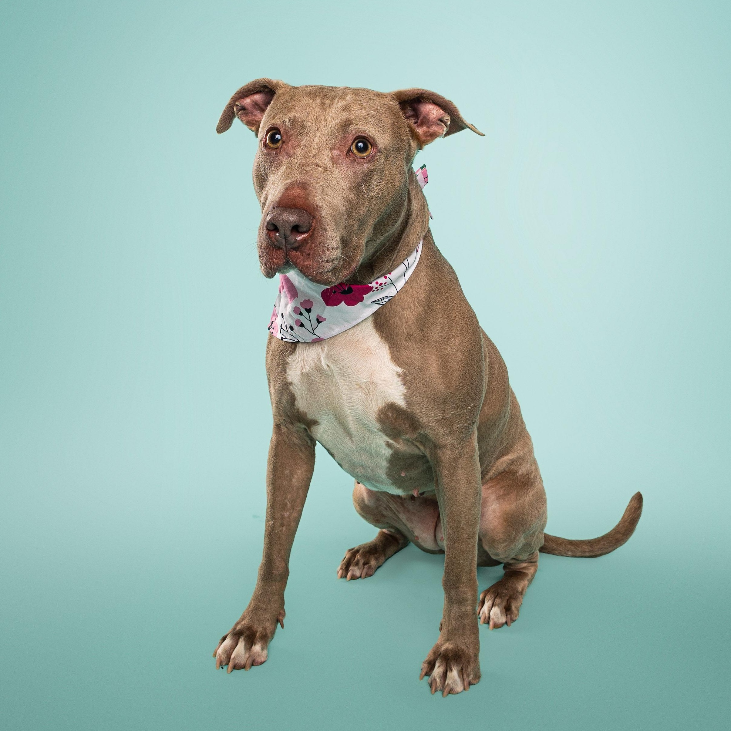 Enlarge Junie, an adopted mixed breed in Portage, MI image 2/6