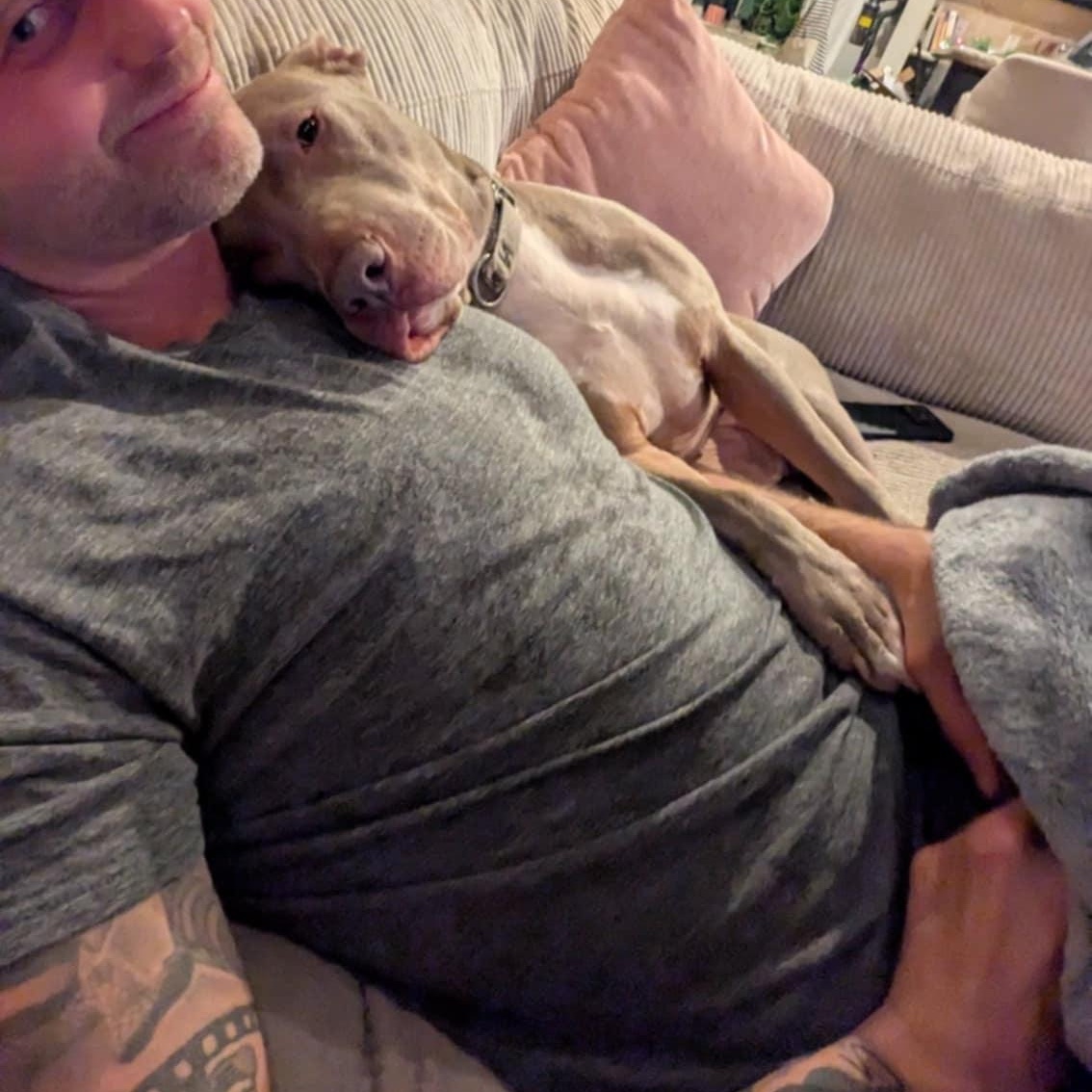 Enlarge Junie, an adopted mixed breed in Portage, MI image 6/6