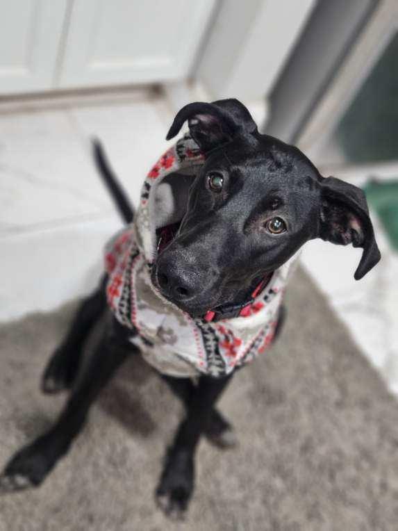 Enlarge Mila, an adoptable mixed breed in Columbia, MD image 2/6