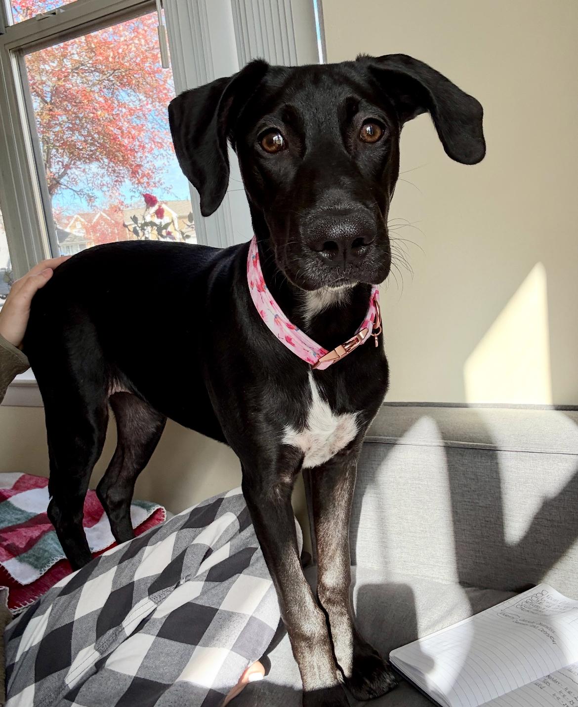 Enlarge Mila, an adoptable mixed breed in Columbia, MD image 3/6