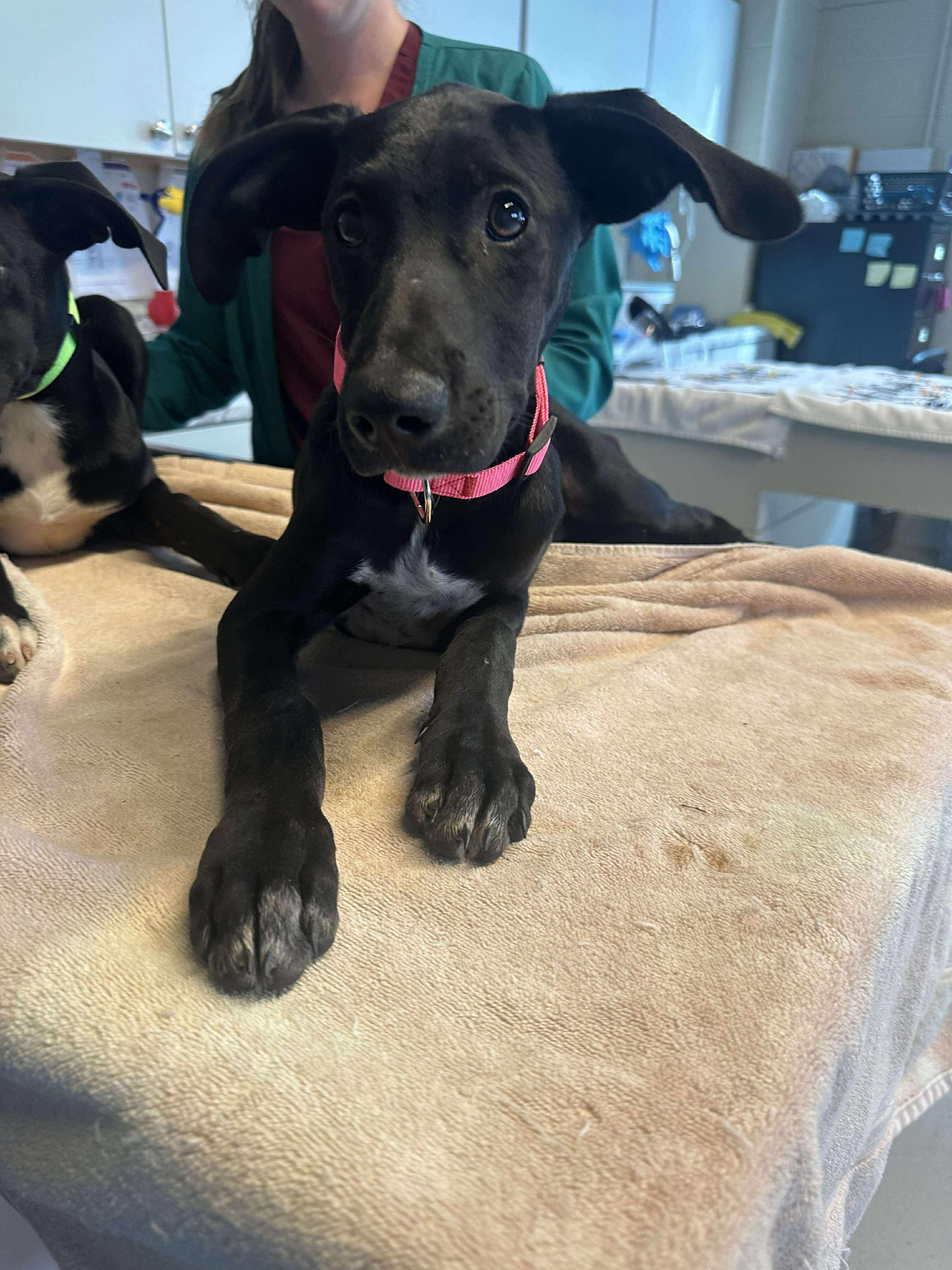 Mila, adoptable, Puppy Female Mixed Breed.