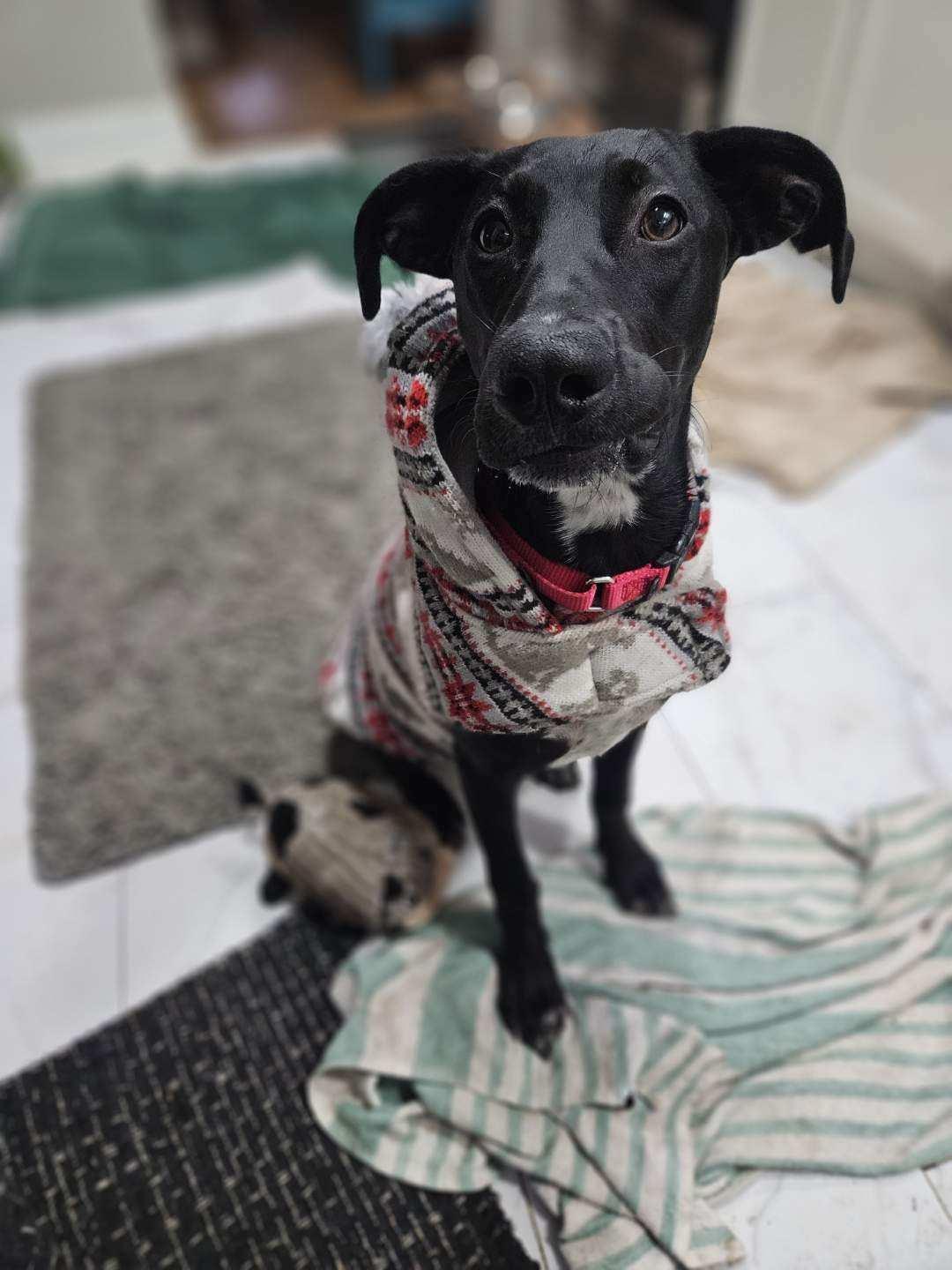 Enlarge Mila, an adoptable mixed breed in Columbia, MD image 6/6