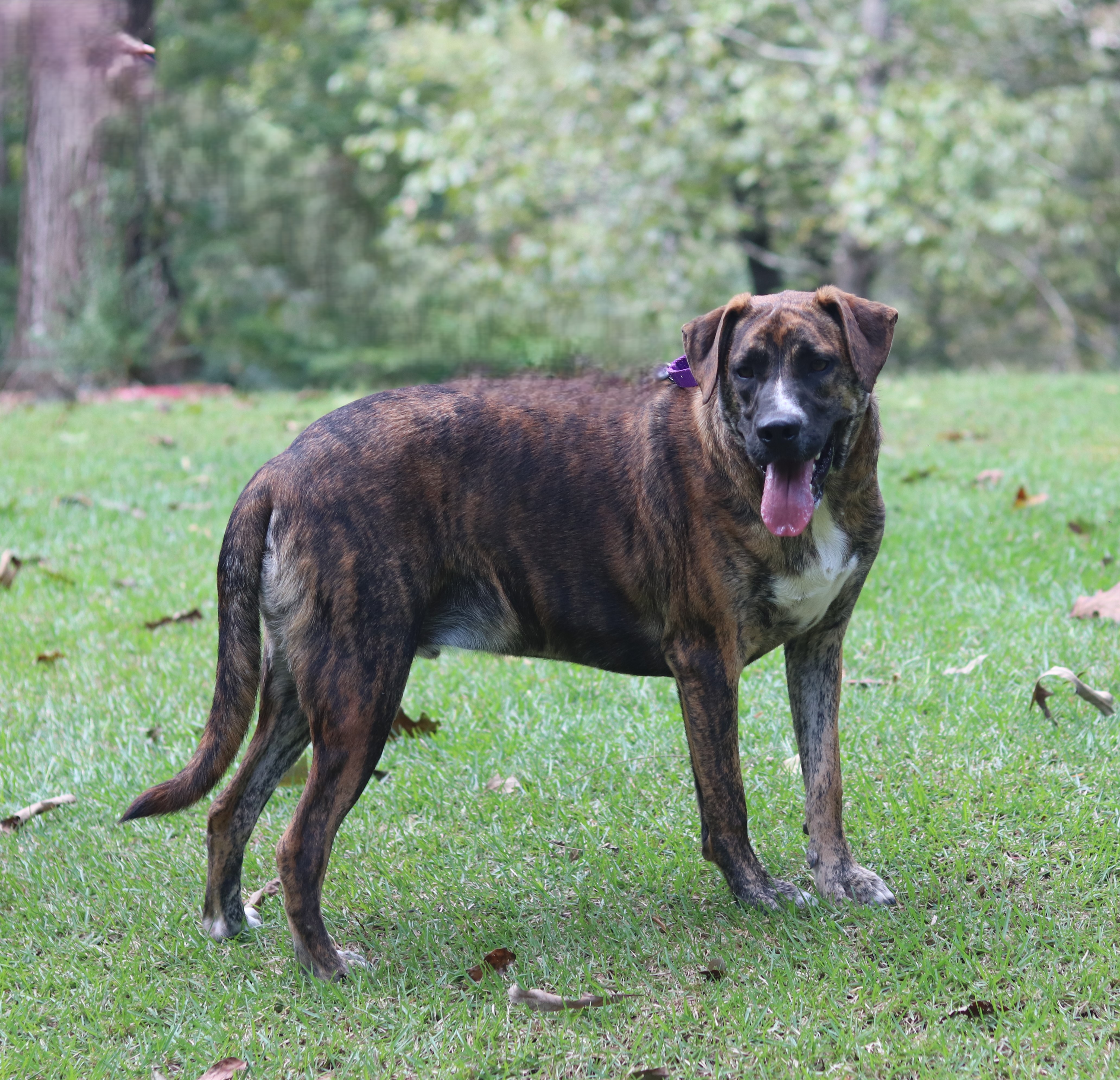 Mocha, a Adoptable mixed breed in Hayden, AL image 1/6