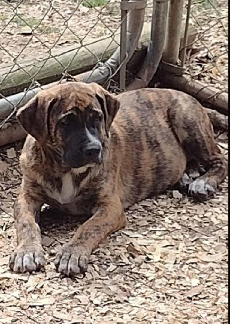 Mocha, a Adoptable mixed breed in Hayden, AL image 4/6