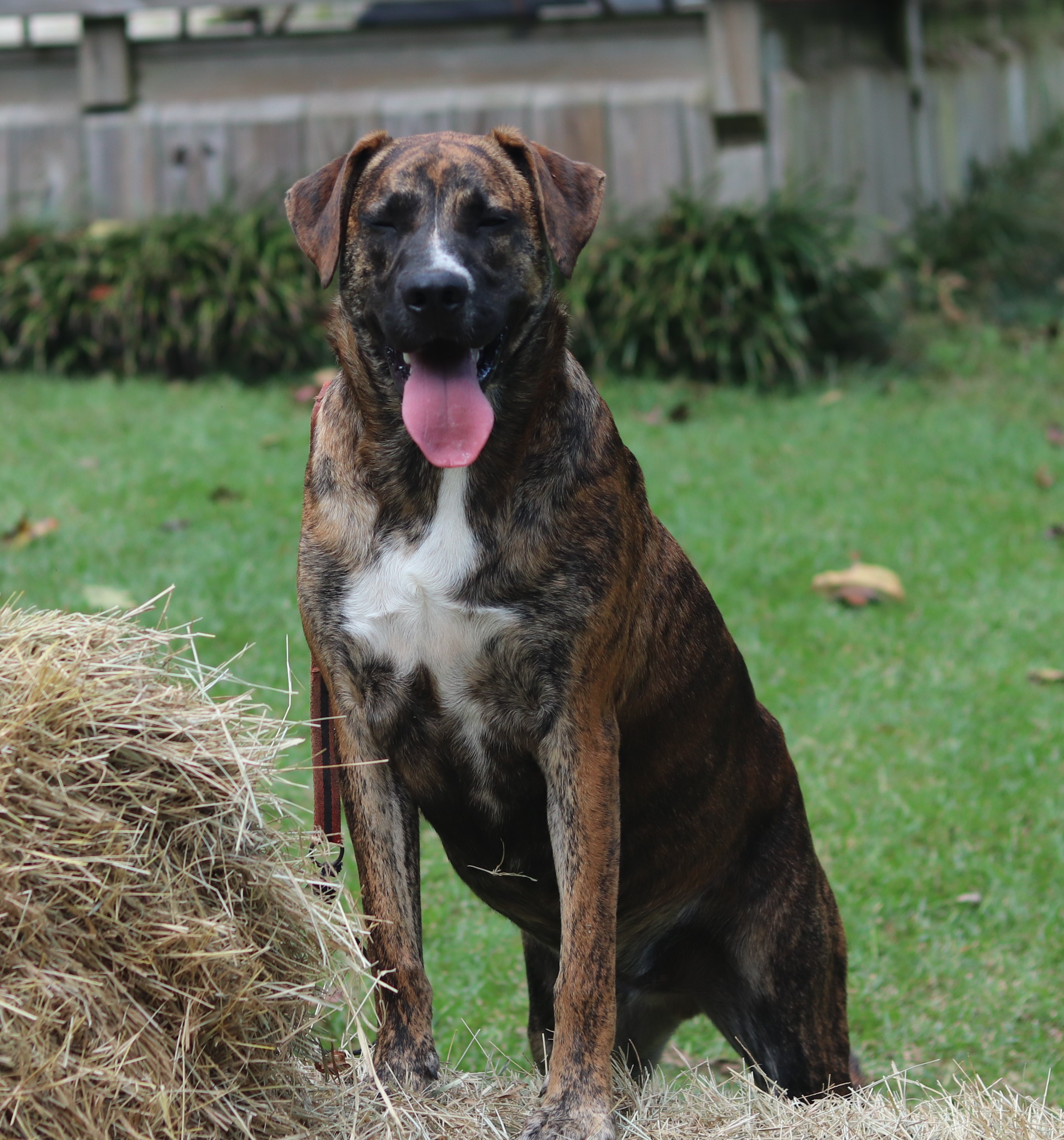 Mocha, a Adoptable mixed breed in Hayden, AL image 2/6