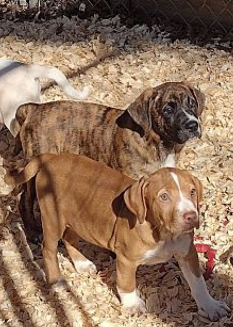 Mocha, an adoptable Labrador Retriever, Boxer in Hayden, AL, 35079 | Photo Image 6