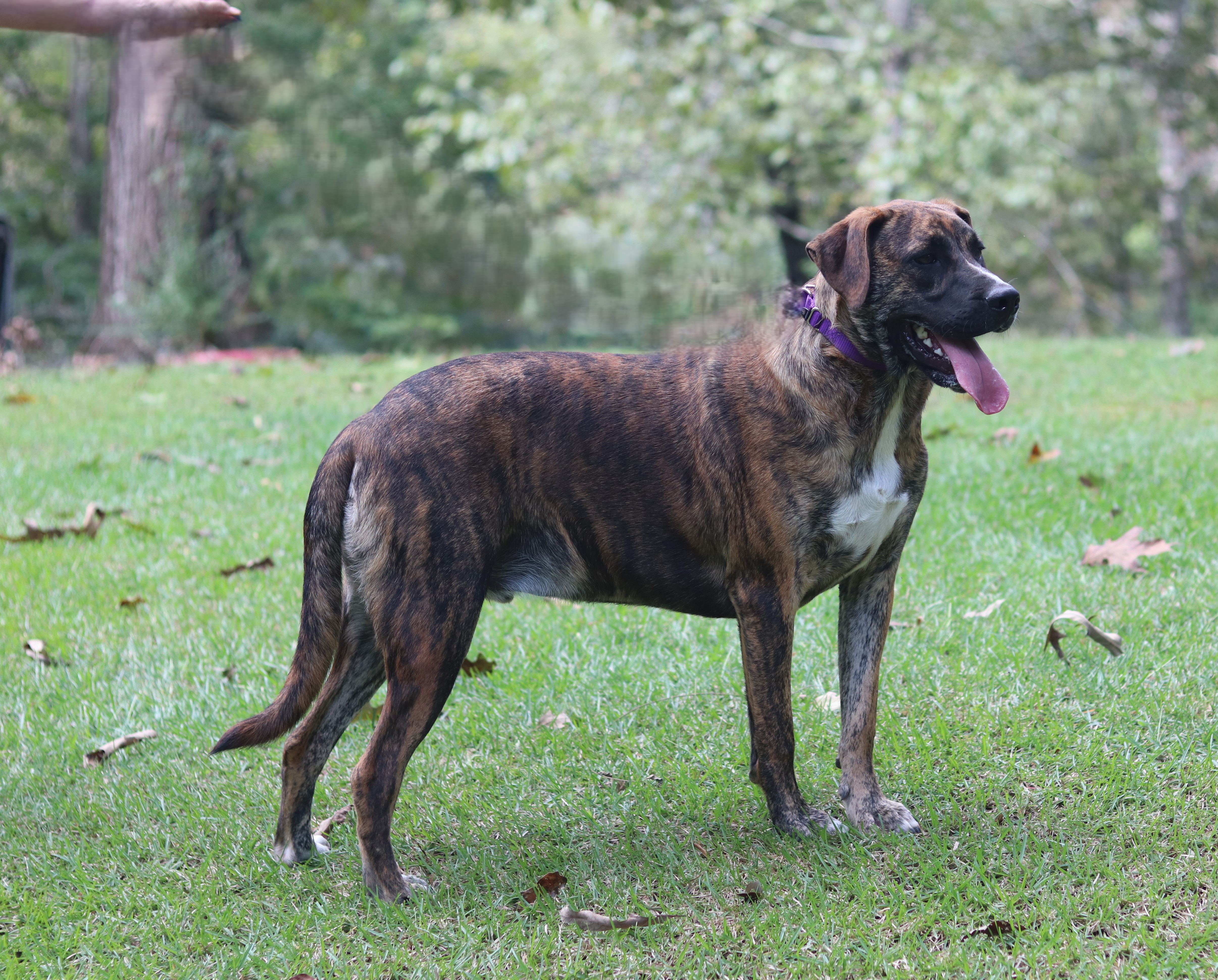 Mocha, an adoptable Labrador Retriever, Boxer in Hayden, AL, 35079 | Photo Image 3