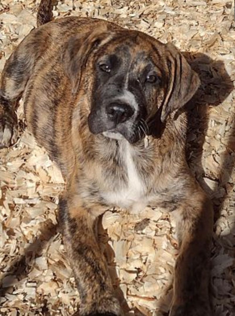 Mocha, a Adoptable mixed breed in Hayden, AL image 5/6