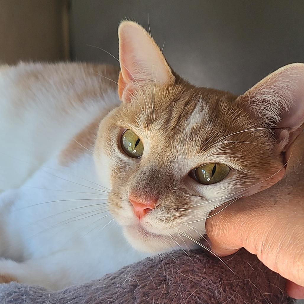 Enlarge Scarlet, a Adoptable mixed breed in Huntsville, AL image 1/5