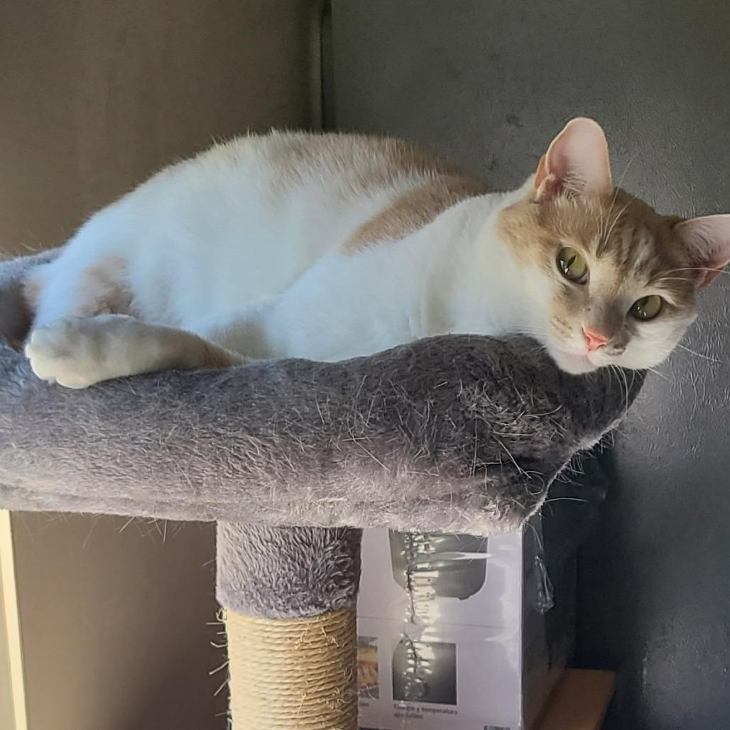 Enlarge Scarlet, a Adoptable mixed breed in Huntsville, AL image 2/5