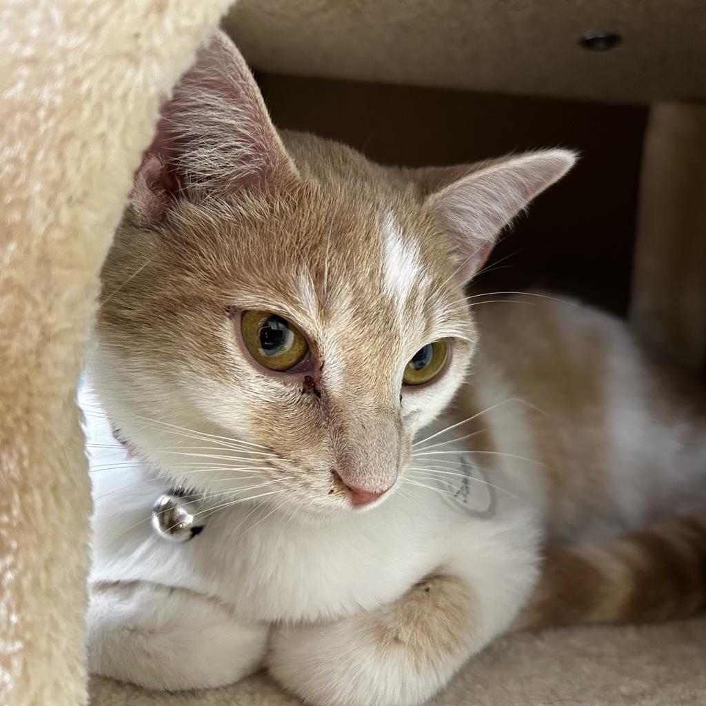 Scarlet, Adoptable, Adult Female Domestic Short Hair & Turkish Van.