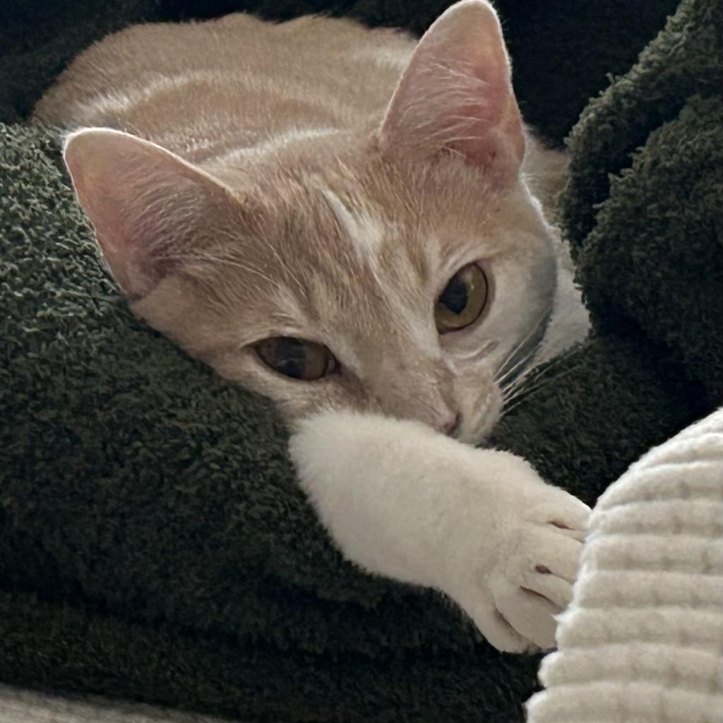 Enlarge Scarlet, a Adoptable mixed breed in Huntsville, AL image 2/6