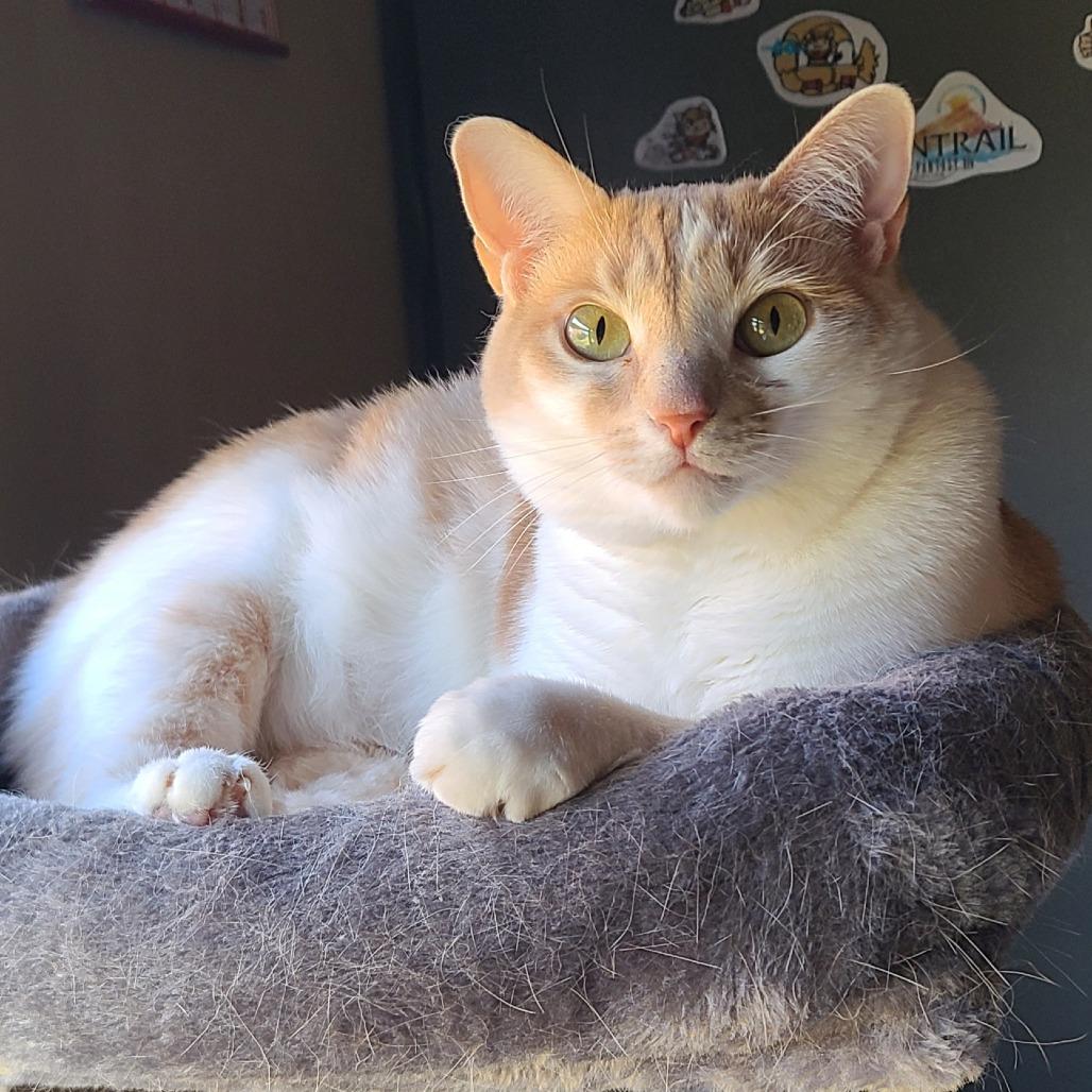 Enlarge Scarlet, a Adoptable mixed breed in Huntsville, AL image 3/5