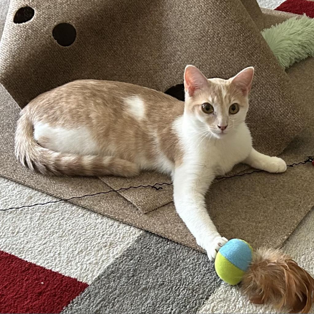 Enlarge Scarlet, a Adoptable mixed breed in Huntsville, AL image 3/6