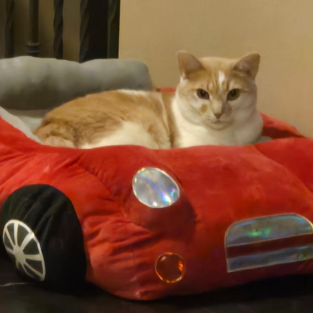 Enlarge Scarlet, a Adoptable mixed breed in Huntsville, AL image 4/5