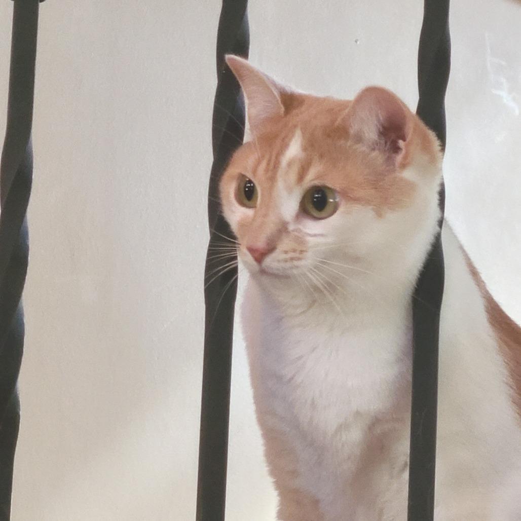 Enlarge Scarlet, a Adoptable mixed breed in Huntsville, AL image 5/5