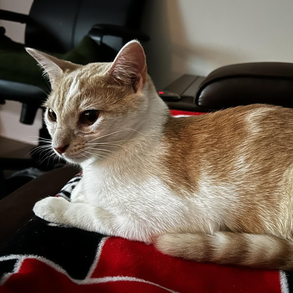 Enlarge Scarlet, a Adoptable mixed breed in Huntsville, AL image 4/6