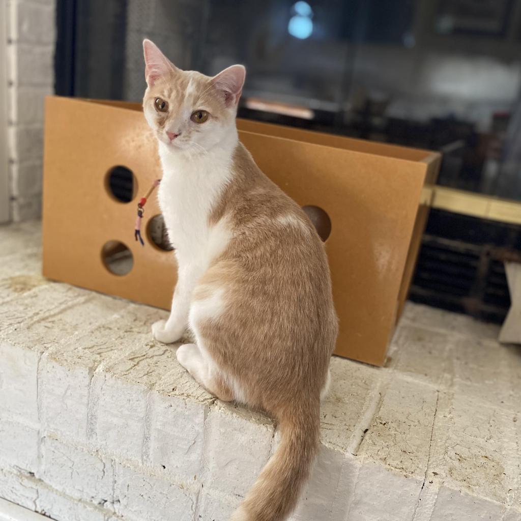 Enlarge Scarlet, a Adoptable mixed breed in Huntsville, AL image 5/6