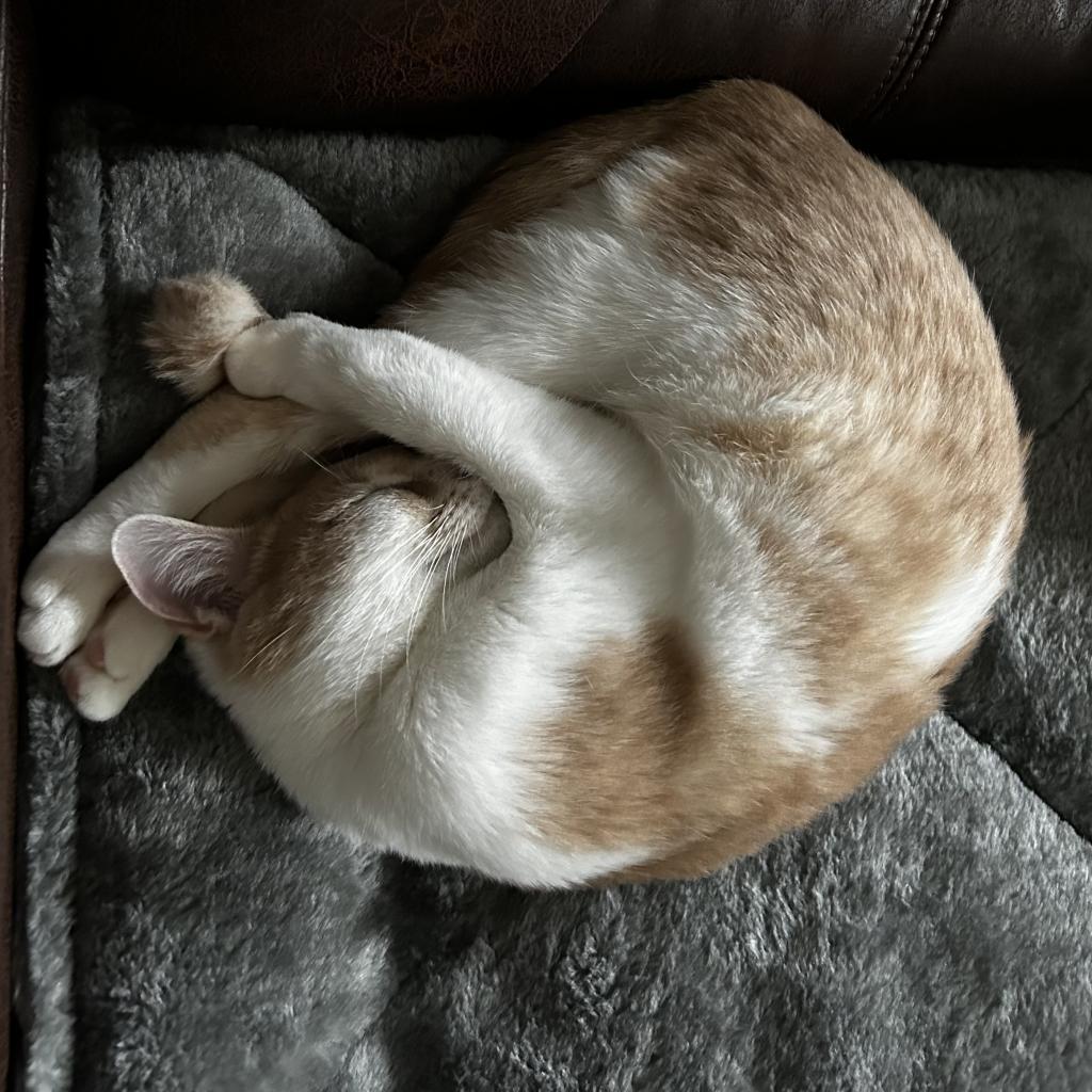 Enlarge Scarlet, a Adoptable mixed breed in Huntsville, AL image 6/6