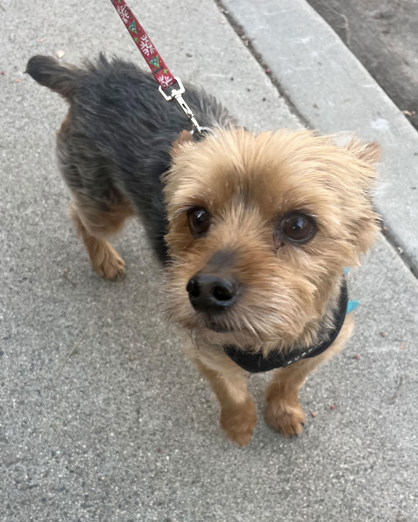 Buddy, Adopted, Senior Male Yorkshire Terrier.