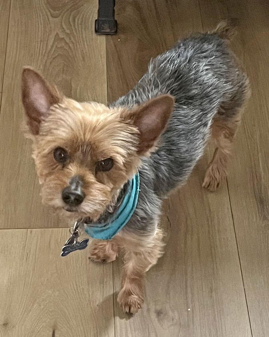 Enlarge Buddy, a Adopted Yorkshire Terrier in Corona, CA image 2/2