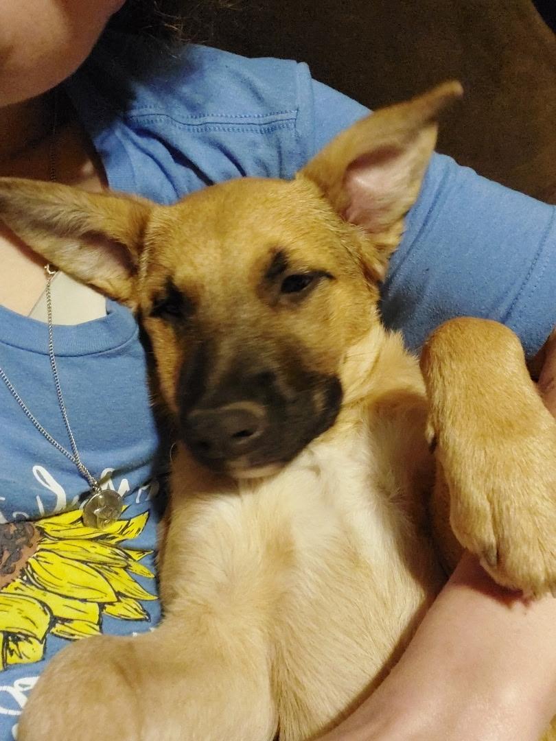 Buttercup, a Adoptable mixed breed in Poughkeepsie, NY image 3/4
