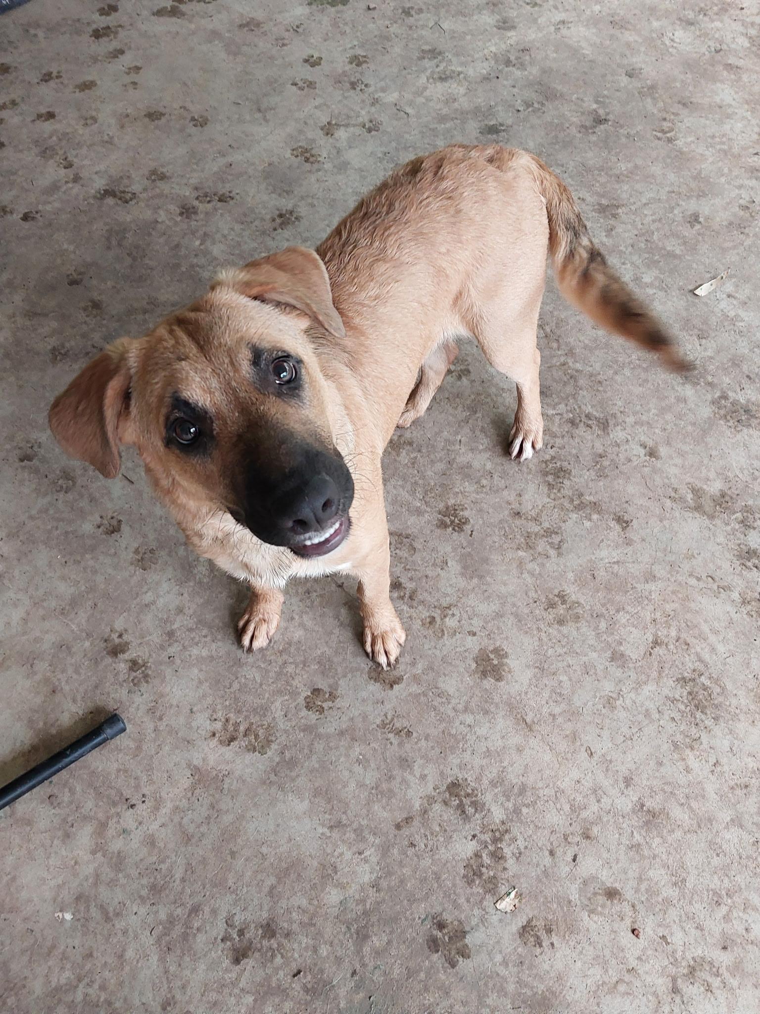 Buttercup, Adoptable, Young Female Shepherd.