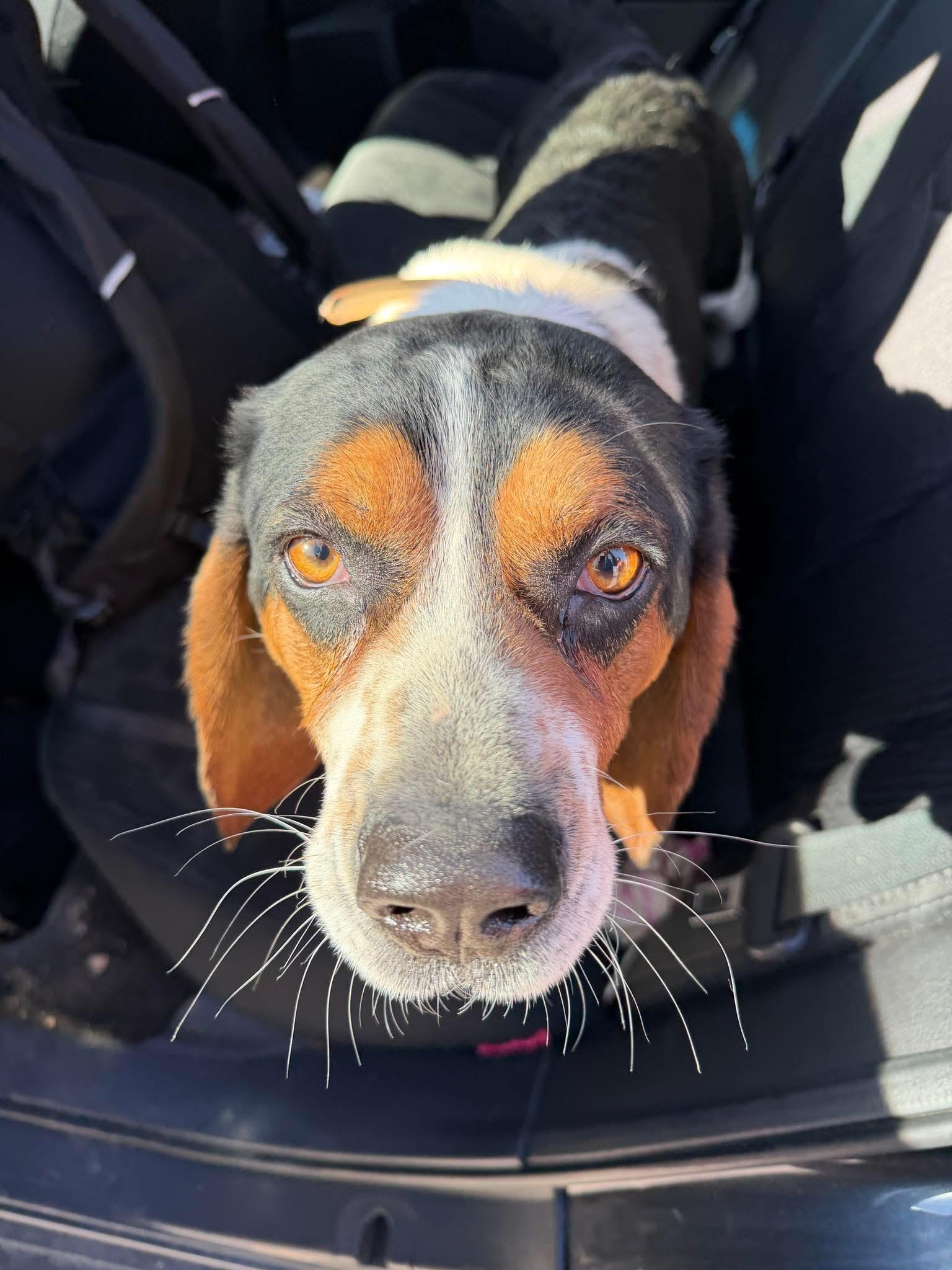 Luke, adopted, Adult Male Beagle & Basset Hound.