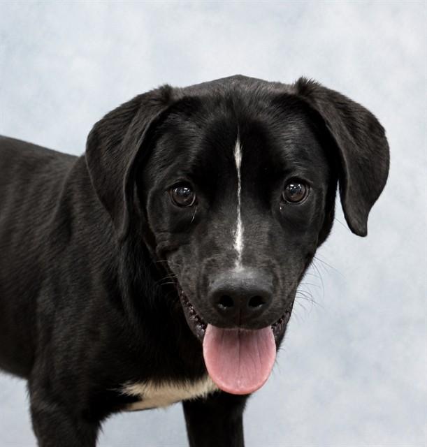 STUART, Adoptable, Young Male Labrador Retriever & American Bulldog.