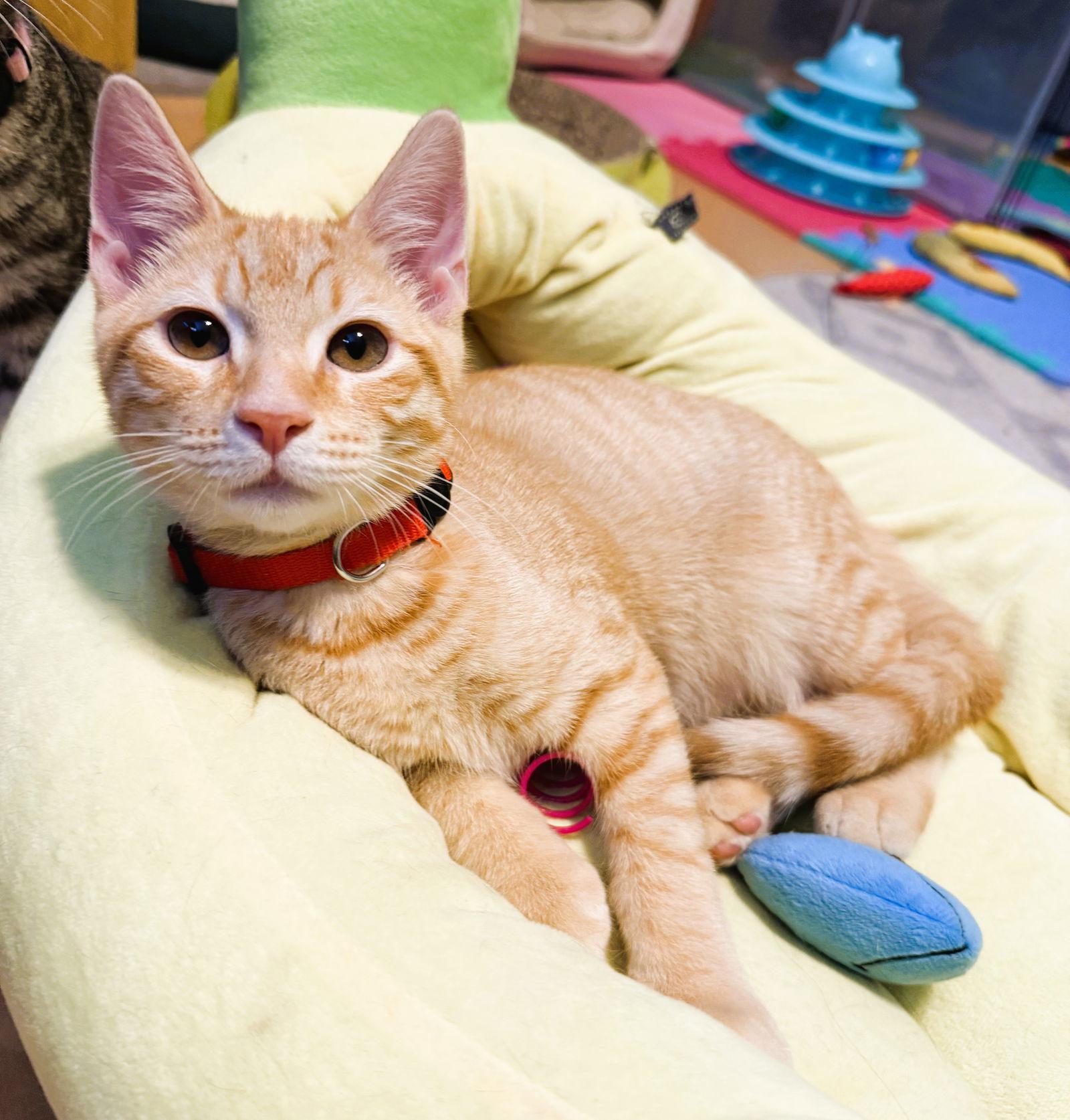 Queso, Adoptable, Kitten Male Tabby & Domestic Short Hair.