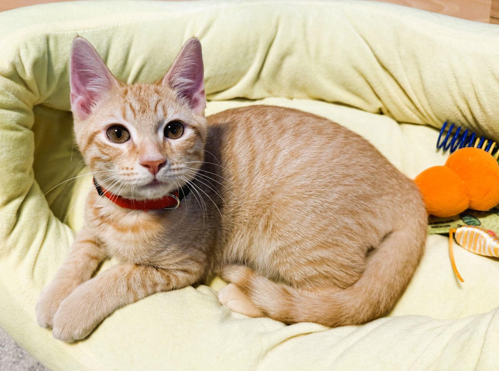 Enlarge Queso, a Adoptable mixed breed in Lighthouse Point, FL image 2/3