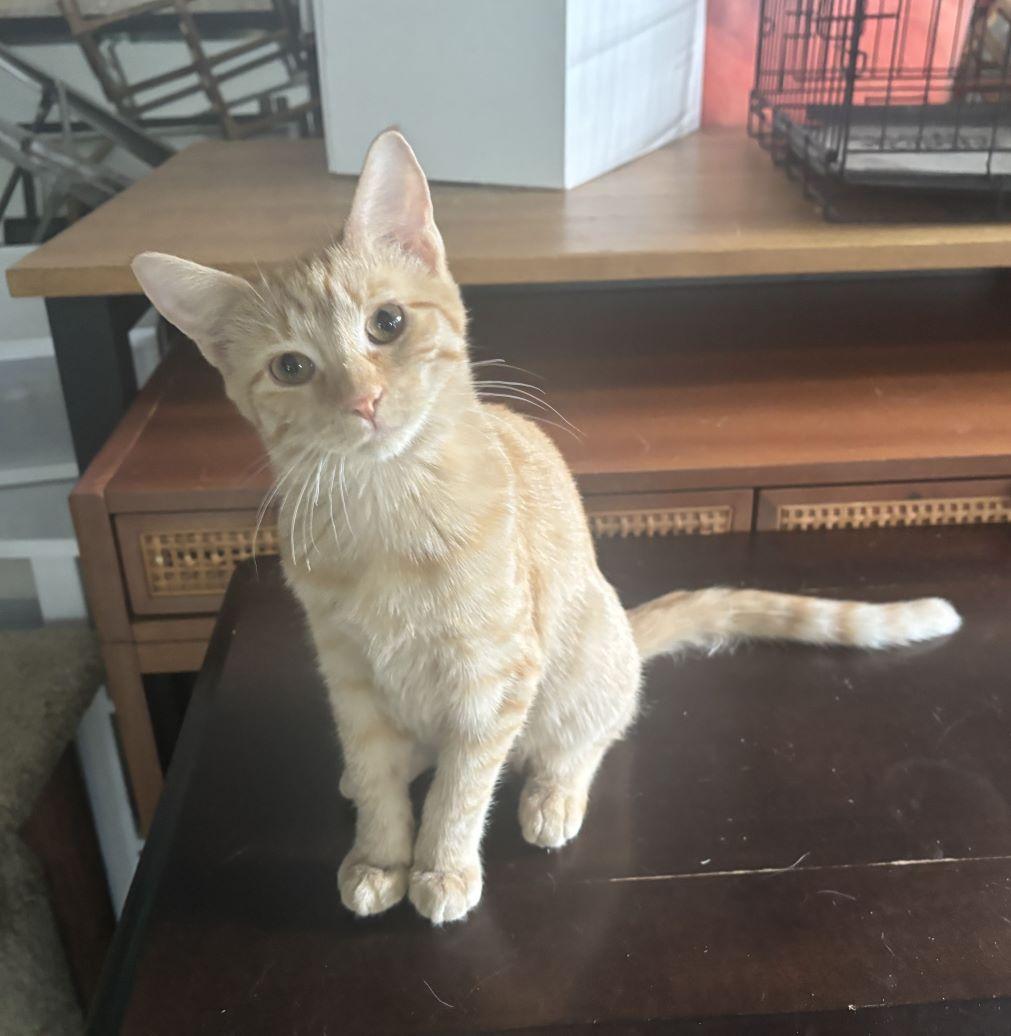 Peach-Marmalade (and Orange-Marmalade), Adoptable, Kitten Female Tabby & Domestic Short Hair.