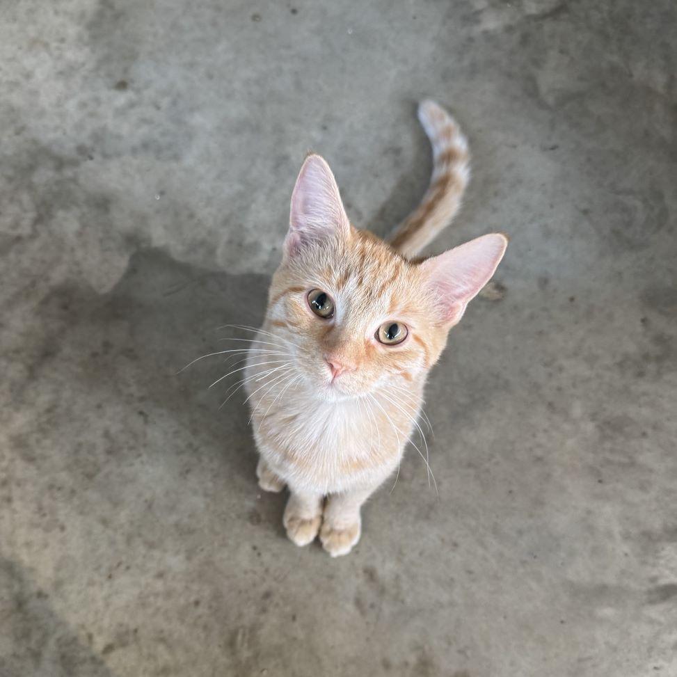 Enlarge Peach-Marmalade (and Orange-Marmalade), a Adoptable mixed breed in Tulsa, OK image 2/3