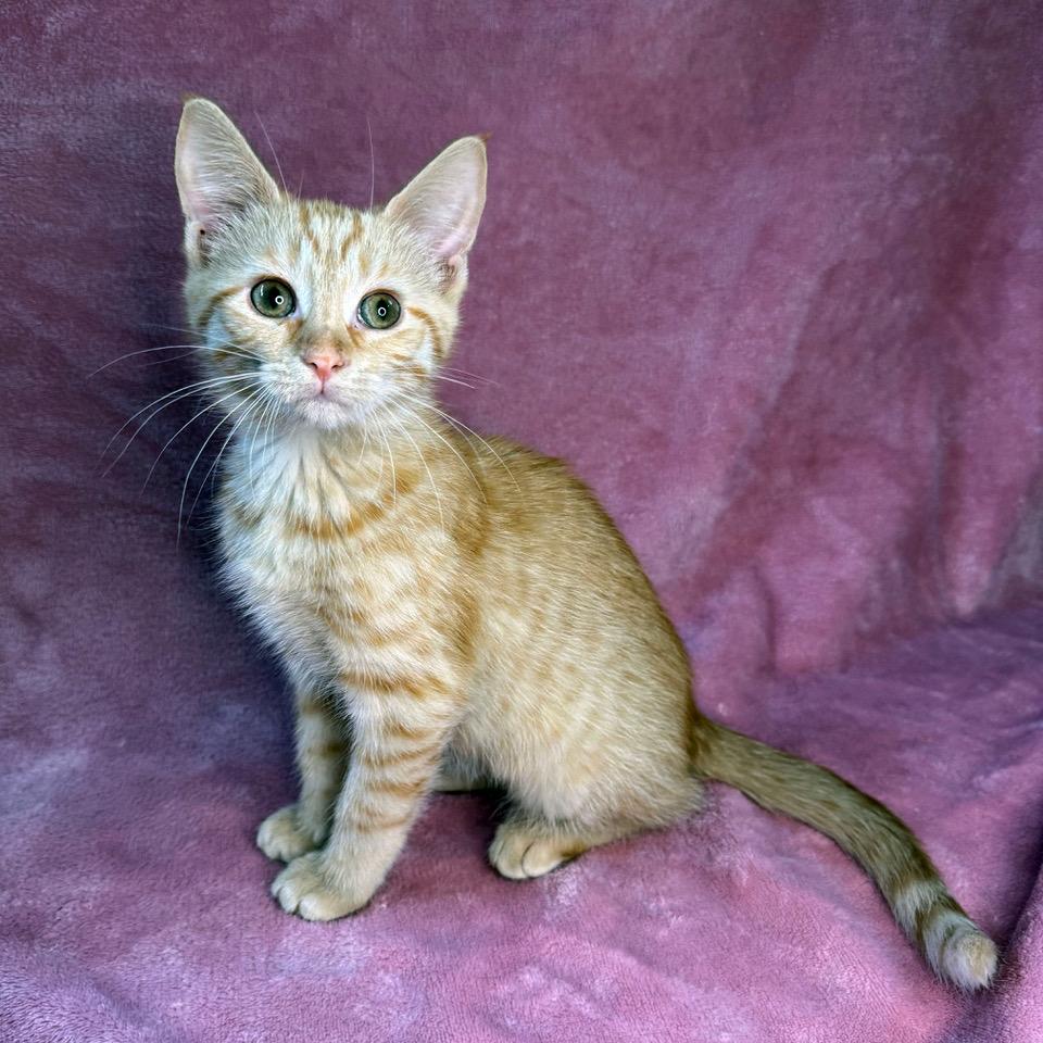 Enlarge Peach-Marmalade (and Orange-Marmalade), a Adoptable mixed breed in Tulsa, OK image 3/3
