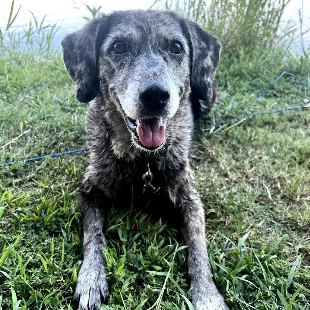 Enlarge Izzy, a Adoptable mixed breed in Little Rock, AR image 1/6